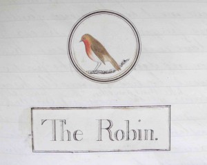 robin cropped